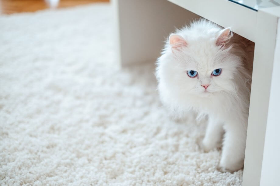 White cat under the table looking angry