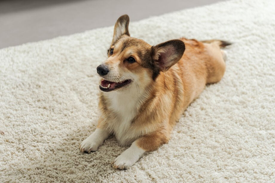 a Corgi lying on a beige rug