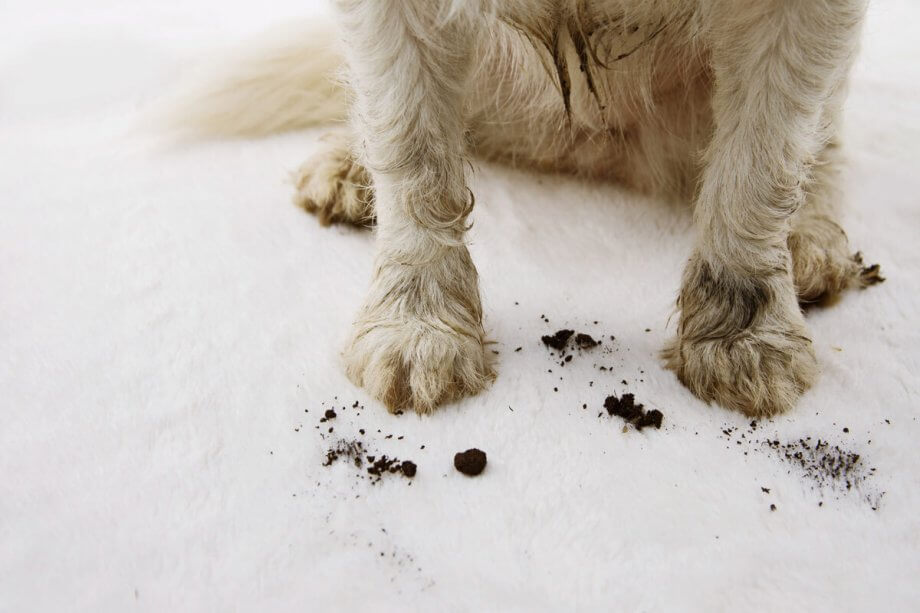 dirty dog paws on white floor with loose dirt around it