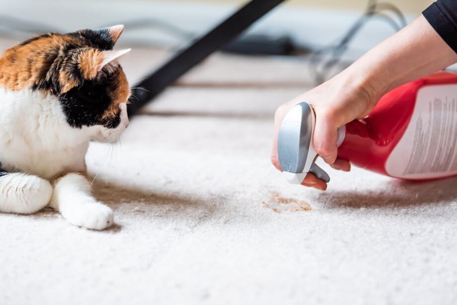 Closeup side profile of calico cat face looking at mess on carpet as woman's hand sprays cleaner