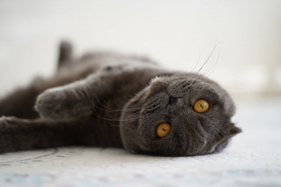 gray cat rolling on a rug